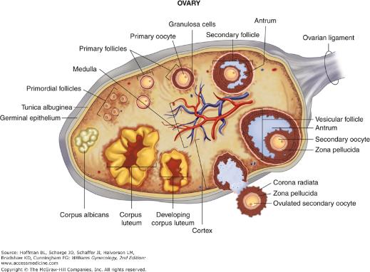 黄体功能不足：孕激素的来源和功能