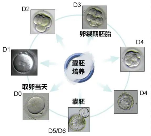什么是囊胚培养? 什么是囊胚培养?