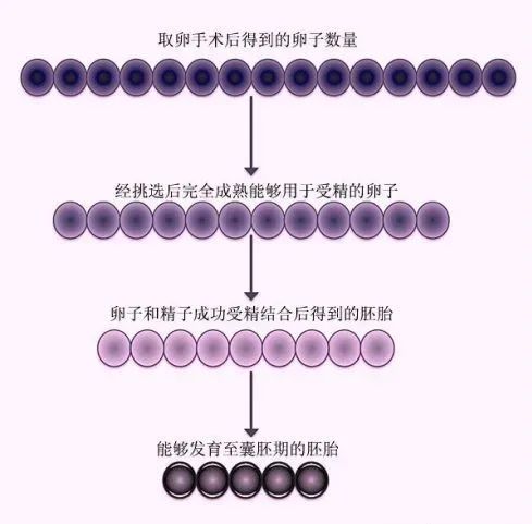 什么是囊胚培养? 什么是囊胚培养?