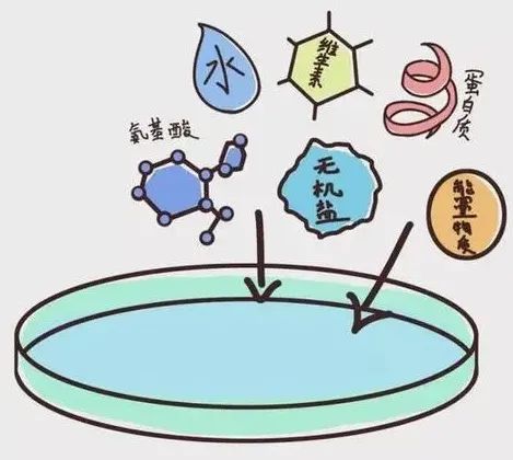 什么是囊胚培养? 什么是囊胚培养?