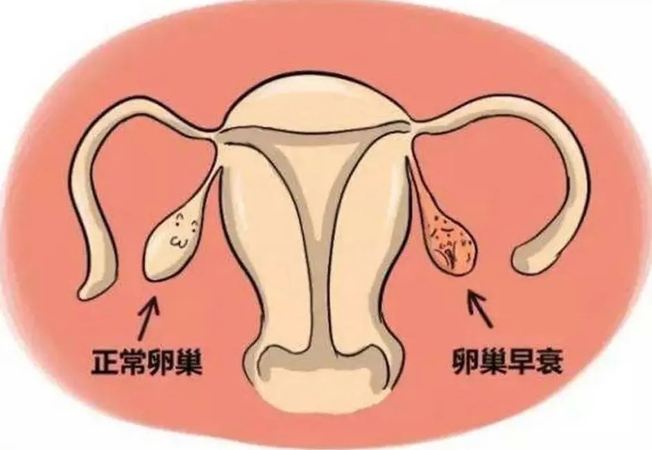 什么是囊胚培养? 什么是囊胚培养?