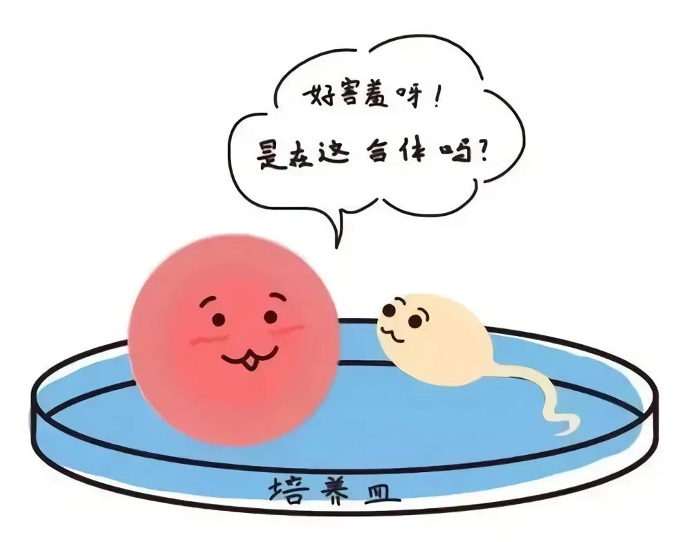 什么是体外受精-胚胎培养? 什么是体外受精-胚胎培养?