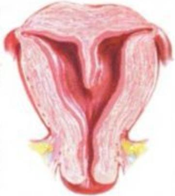 子宫畸形对妊娠有什么影响? 子宫畸形对妊娠有什么影响?