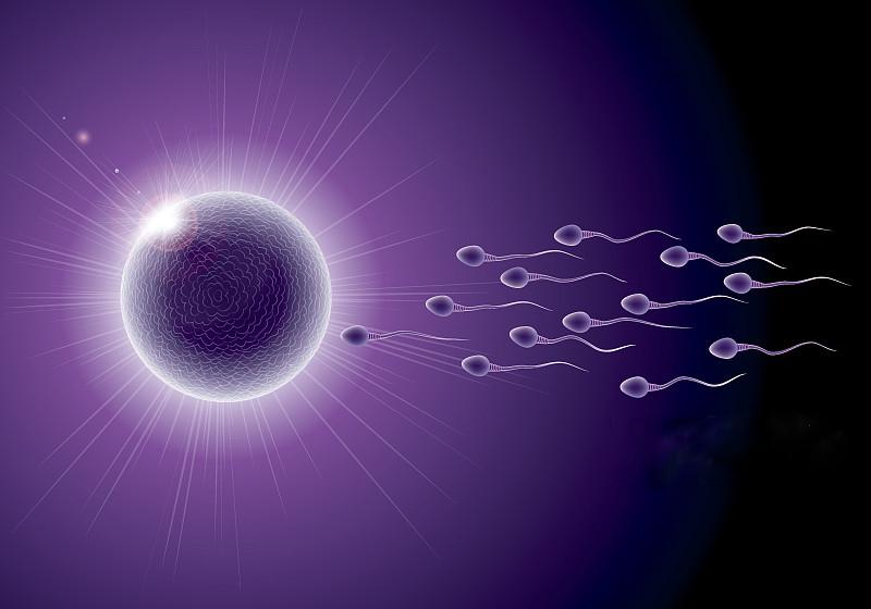 受孕必须要优质精子 受孕必须要优质精子