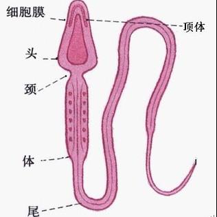 哪些不育症患者适合做试管婴儿 哪些不育症患者适合做试管婴儿