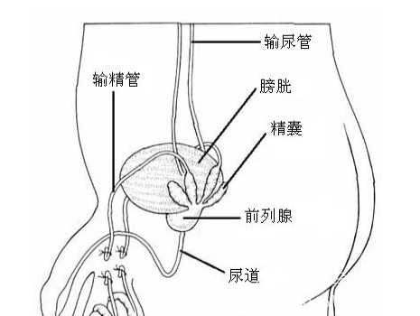 哪些不育症患者适合做试管婴儿 哪些不育症患者适合做试管婴儿