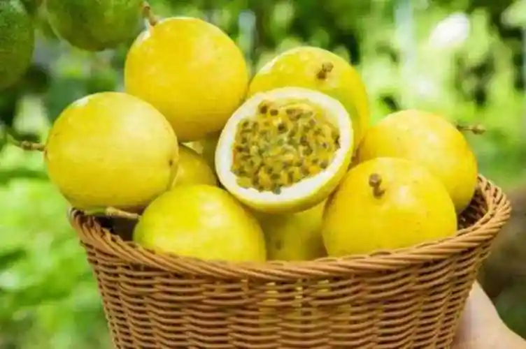 孕妈妈能够安全地食用百香果，它可以帮助提高孕妇的免疫力