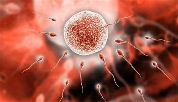 马来西亚试管价格要花多少钱才能做？