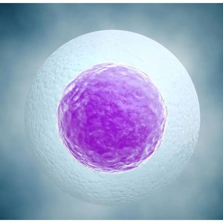 移植4AA优质囊胚不着床的原因有哪些？做好这些提高囊胚着床！